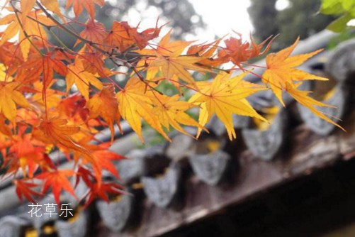形如鸡爪,红叶如花的鸡爪槭价格贵吗？鸡爪槭图片欣赏  