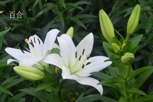 萱草，黄花菜和百合不要再傻傻分不清楚了，花儿相似效果却是不一样