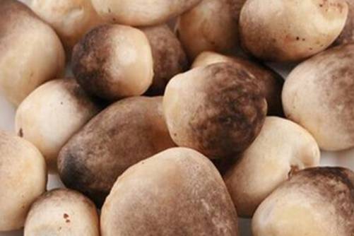 草菇的价格是多少？2019草菇价格预测