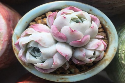 沁心多肉怎样养出状态?  出状态的沁心实在太美了如糯糯的小糕点