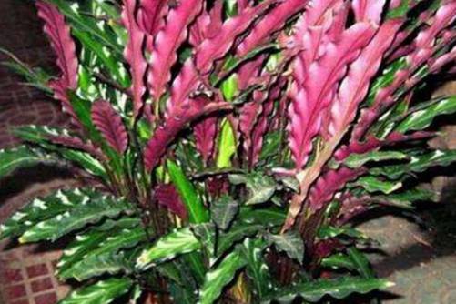 紫背竹芋有毒吗，家庭养植可以吗？