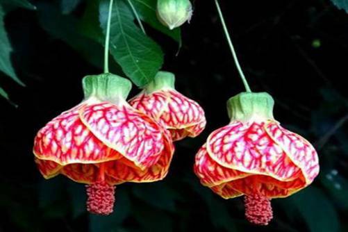 金玲花图片，金玲花 大红灯笼高高挂