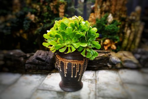 适合水培的多肉植物，水培多肉植物高大上的玩法
