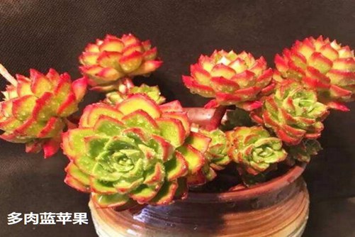 红苹果与青苹果及蓝苹果多肉的区别，看叶子变红的位置