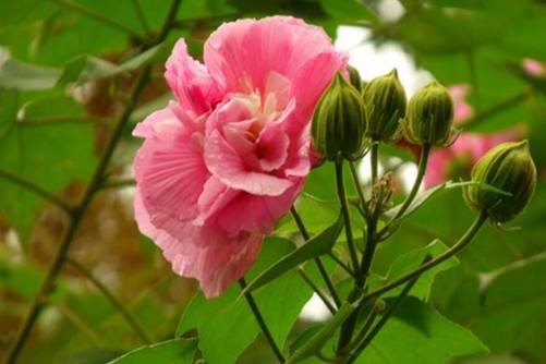 木芙蓉图片，千林扫作一番黄，只有芙蓉独自芳