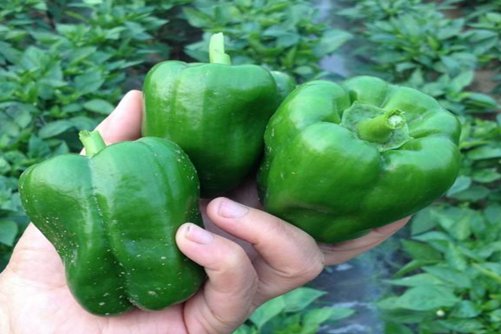 柿子椒的功效与作用，柿子椒和青椒是一样吗