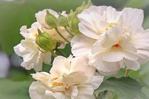 木芙蓉图片，千林扫作一番黄，只有芙蓉独自芳