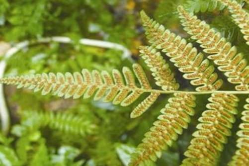 桫椤的悠久历史你了解吗？桫椤 蕨类植物之王
