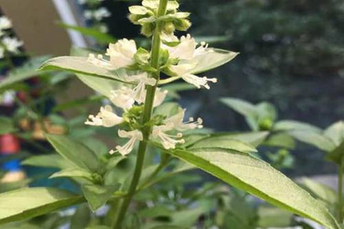 九层塔图片，九层塔开花节节高