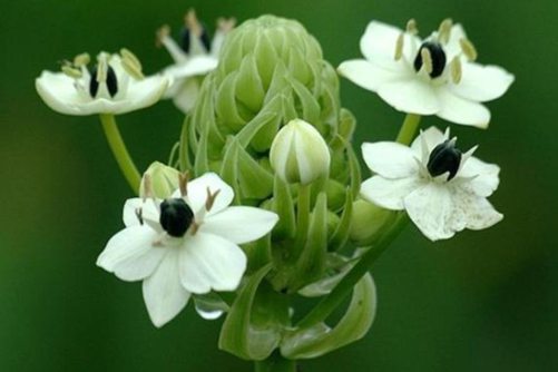 伯利恒之星花你听说过吗？伯利恒之星花 见到它的俗名你就明白了