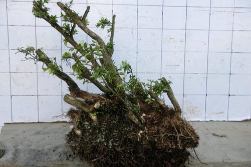 黄杨下山桩如何快速成活，挖桩10年的老农说做好这7点，1个月就出芽