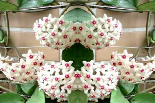 球兰花图片，球兰花小小圆满 大大的幸福