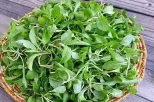 马兰头的功效和作用，三月马兰胜似药