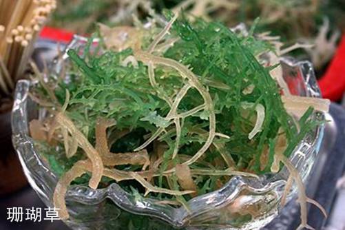 鹿角菜和珊瑚草区别，学会以下几点轻松分辨鹿角菜和珊瑚草
