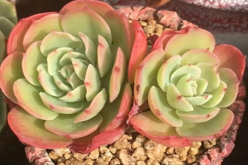 多肉植物应该什么时候浇水？多肉植物浇水秘诀