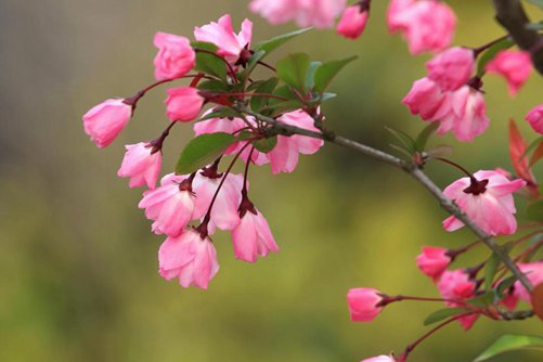 海棠花到了花期,只长叶没有花苞怎么办