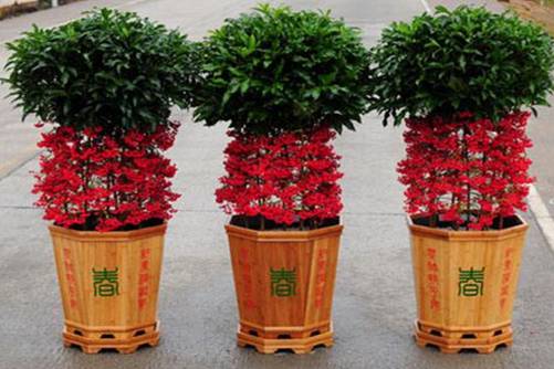 紫金牛价格多少钱一棵，红色的紫金牛果实能吃吗