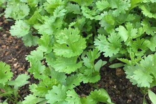 香菜种植方法介绍，掌握好这2点香菜发芽快、出苗齐而且越长越旺
