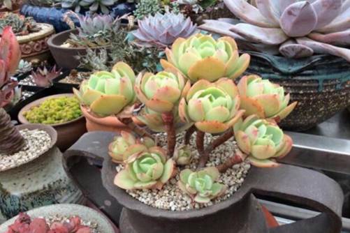 多肉植物夏天怎么养，注意这四点让多肉植物安全度夏