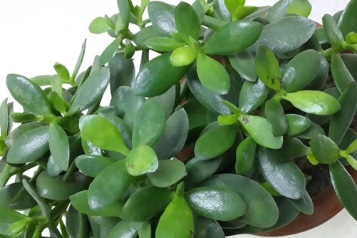 多肉植物有毒吗?哪些多肉植物有毒