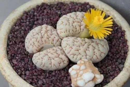 生石花养护注意事项  让你的生石花呈现出不一样的美