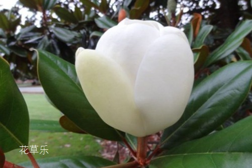 万古长青，吉祥如意：橡皮树的花语