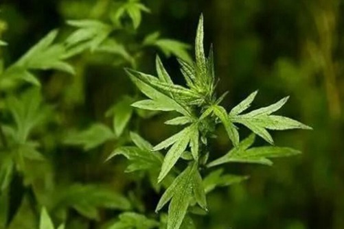 艾叶泡澡有什么好处？正确的使用艾叶泡澡可治病、防病及保健