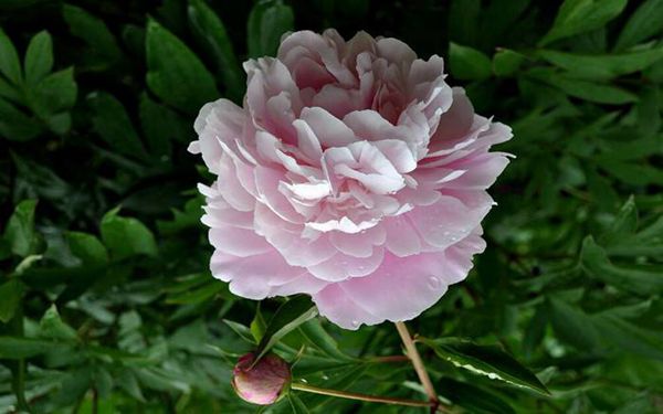 芍药花图片，高清芍药花图片大全
