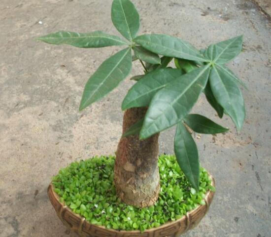 怎样栽培发财树,发财树怎么种植方法