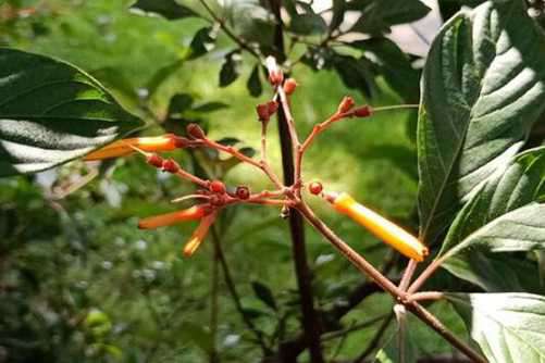 希茉莉图片，茉莉天仙妹 貌美醉娇花