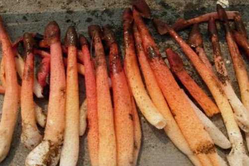 红鬼笔可以食用吗？红鬼笔当然可以吃，药用价值也很高