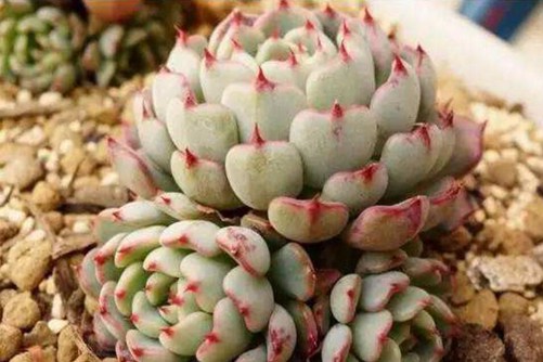 红爪多肉植物的养殖，红爪怎么养才能成为“带刺的莲花”