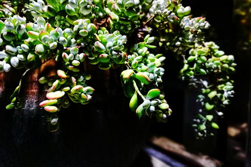 多肉植物得了介壳虫和胭脂虫怎么办？
