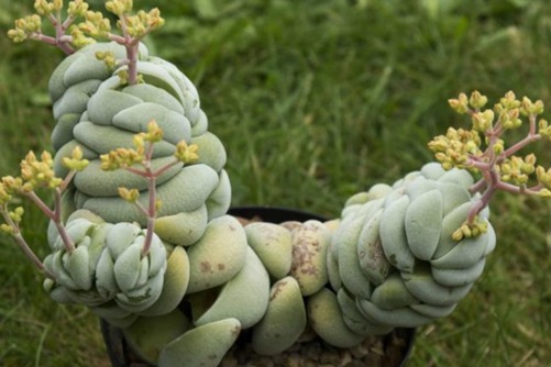 多肉植物托尼怎么养？托尼，萌蠢可爱的多肉