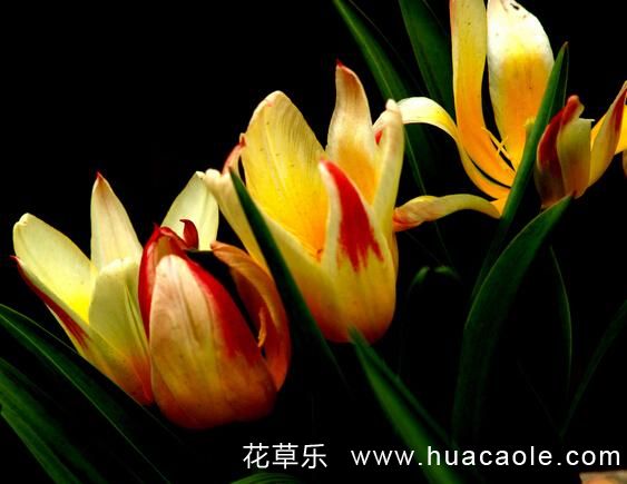 四月的花语：郁金香花语及欣赏价值