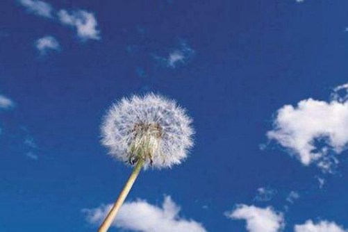 蒲公英图片，白头莫语空唯爱，来生愿做蒲公英