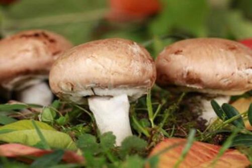 洋菇图片，洋菇就是我 我就是洋菇