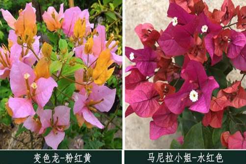 这26种三角梅，您养过或见过其中哪几种