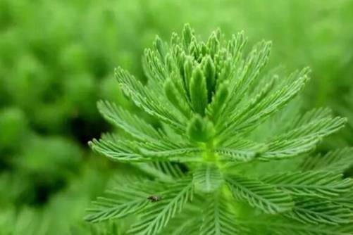 狐尾藻的危害，狐尾藻虽然是污水克星对自然的危害不可小觑