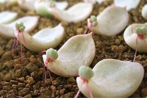 多肉叶片快速生根 学会这1招，7天长出白花花根系