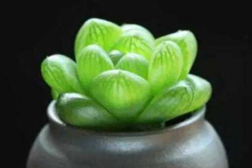多肉三角琉璃莲怎么养？这么养晶莹剔透，水盈盈