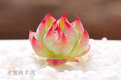 水蜜桃多肉是吉娃娃吗？水蜜桃多肉和吉娃娃多肉区别