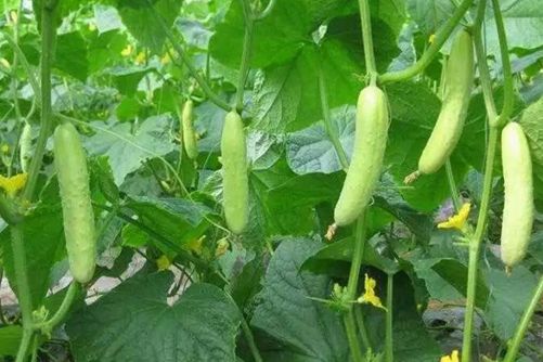 黄瓜的无土栽培技术，这样栽培黄瓜高产而且脆又甜
