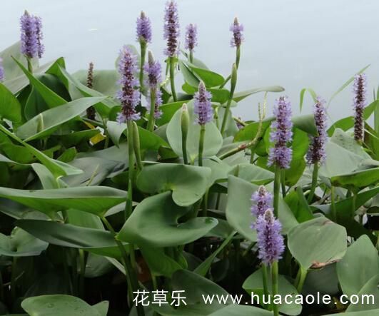梭鱼草花语：自由、不受约束，海阔天空
