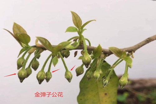 学会这两点一眼就能辨别公母金弹子，从此不会再上当了
