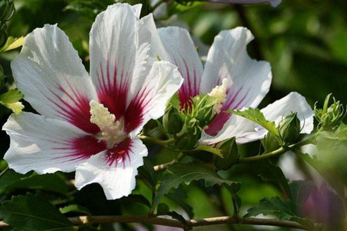 木槿花怎么养，掌握这四点技巧让木槿花大色艳