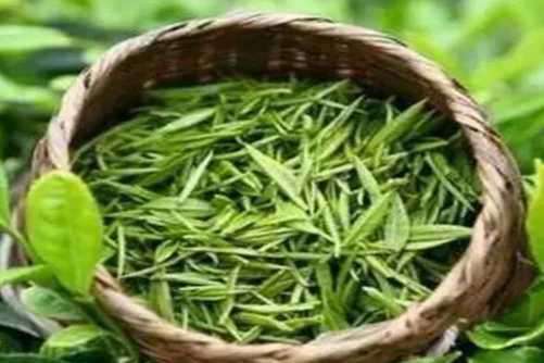 婺源毛尖图片，商人重利轻别离 前月浮梁买茶去
