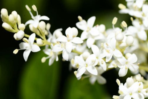 夜来香图片，孤芳自赏夜来香，幽暗芬芳自高昂