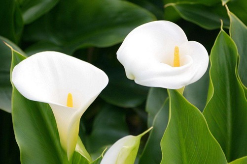 海芋花有毒吗？全株都有毒，建议不要室内养殖 