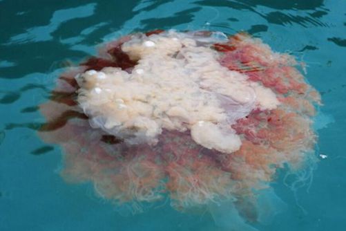 海蜇图片，层涛拥沫缀虾行 水母含秋孕地灵